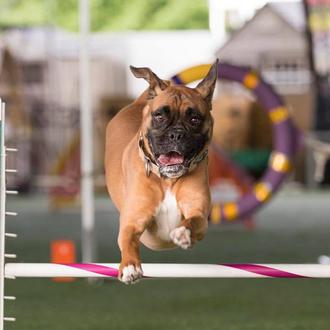 Épicos fails caninos en competiciones diversas: porque lo importante no …