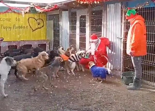 Papá Noel visita, desde hace más de una década, a los perros de una protectora de Rumanía