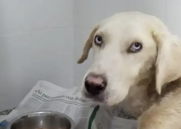 Cuando todos los esfuerzos y desvelos no son suficientes para salvar a un perro abandonado: la historia de Gisella