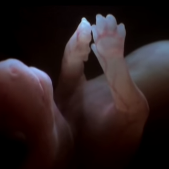 Perros en el útero materno: vídeos del desarrollo de un …