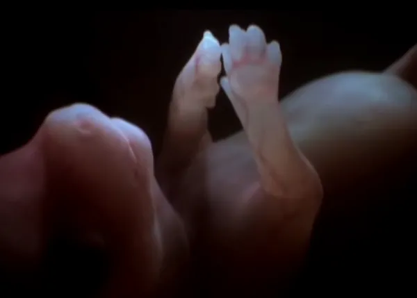 Perros en el útero materno: vídeos del desarrollo de un can, de embrión a cachorro 