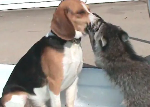 Clases de paciencia perruna III: Un Beagle y un mapache