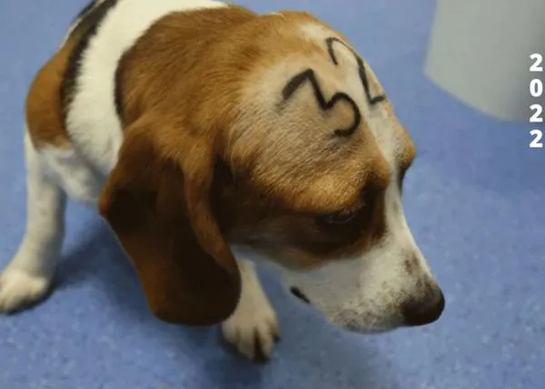 Científicos, académicos y médicos de todo el mundo piden paralizar el experimento con Beagles #FreeBeaglesVivotecnia