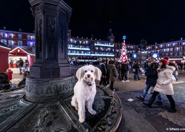 Agenda SrPerro de Diciembre: mercadillos de Navidad, escapadas y planes solidarios junto a tu perro