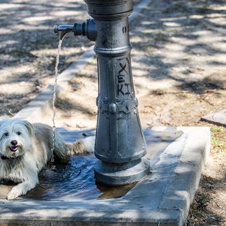El golpe de calor en los perros: prevención y cuidados
