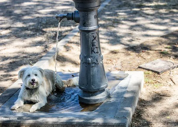 El golpe de calor en los perros: prevención y cuidados