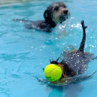 ¡Al agua canes! algunos de los pisci-perros más cool del …