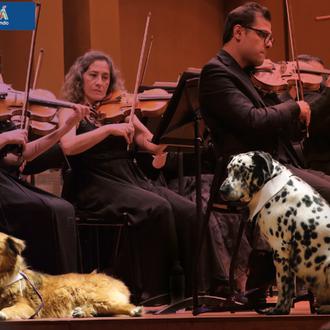 #AdoptaAlQueNadieAdopta: la Filarmónica de Bogotá ofrece un concierto especial con …