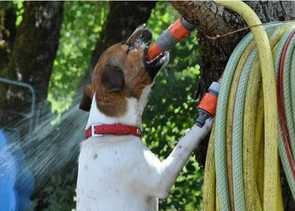 Intoxicación por agua: ojo con los perros que beben agua a presión o juegan en el agua