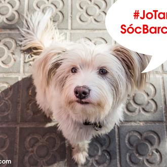 Barcelona y los perros: la lucha de Espai Gos y …