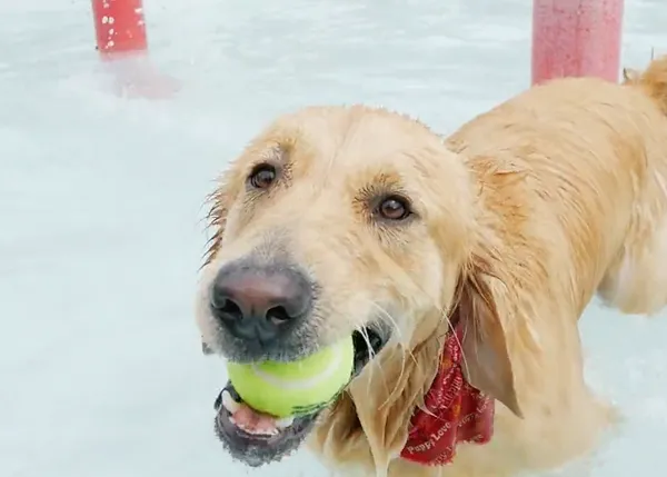 100 perros disfrutando como loquitos en una piscina... y las citas acuáticas de septiembre