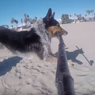El maestro perruno del selfie: un can se graba vídeos …