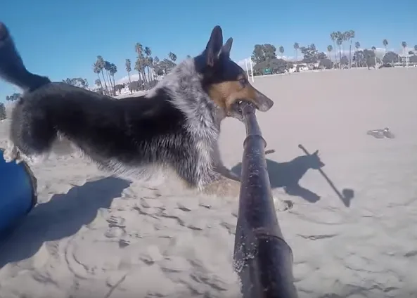 El maestro perruno del selfie: un can se graba vídeos a sí mismo, a la carrera