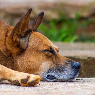 La importancia de no confundir enfermedades caninas tratables con el …