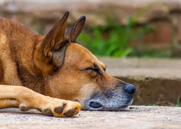 La importancia de no confundir enfermedades caninas tratables con el envejecimiento