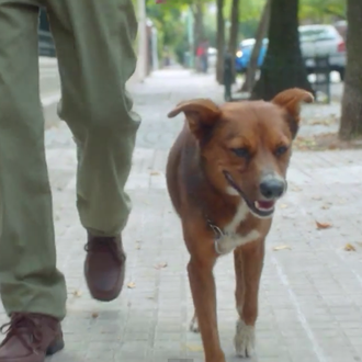 El vínculo perruno-humano, más allá de la muerte: un anuncio …