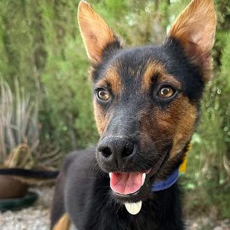 La nueva y estupenda vida de Adrián, un pequeño perro …