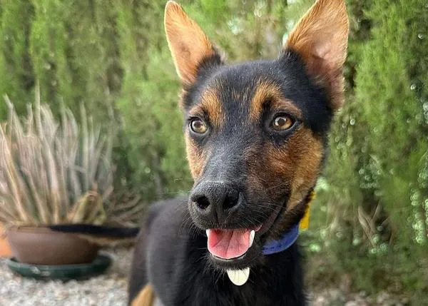 La nueva y estupenda vida de Adrián, un pequeño perro al que intentaron matar dejándolo atado en un vertedero