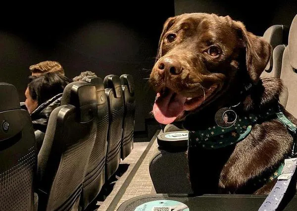Los perros también van al cine: proyección especial de pelis de tema canino cada semana