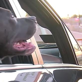 Una conductora de Uber adopta al perro que un pasajero …