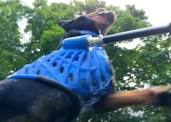 La impresión 3D con ayuda del iPhone 14 devuelve la movilidad (y la felicidad) a perros a los que les falta una pata