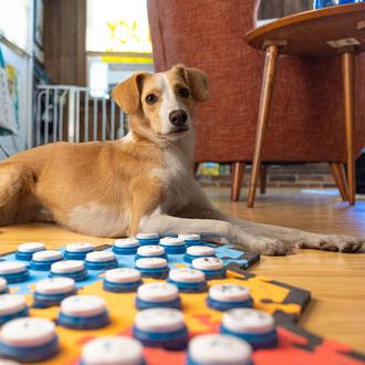 Una perra que ha aprendido a comunicarse con botones de …