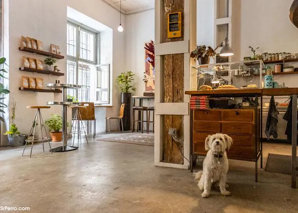 50 lugares en los que desayunar con un perro en 2024 y ser feliz: cafés dog friendly en Madrid, Vigo, Sevilla, Cádiz, Barcelona...
