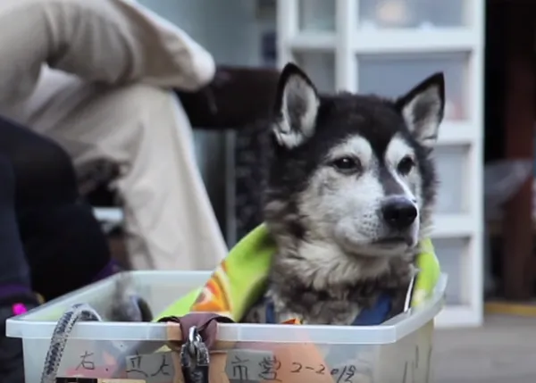 Cuando un perro se hace mayor: la tercera edad canina (y un vídeo enternecedor)