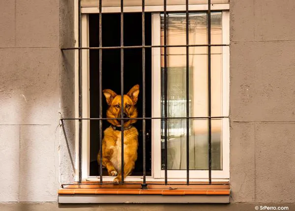En España, solo el 4% de pisos en alquiler permite expresamente el acceso con perros o gatos
