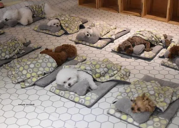 Iirresistibles estampas de cachorros durmiendo la siesta lanzan a la fama a una guardería canina