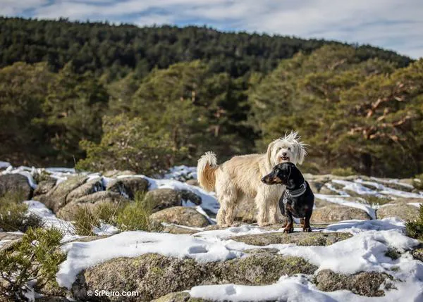Casas, hoteles y campings dog friendly para disfrutar de la nieve en invierno con tu perro