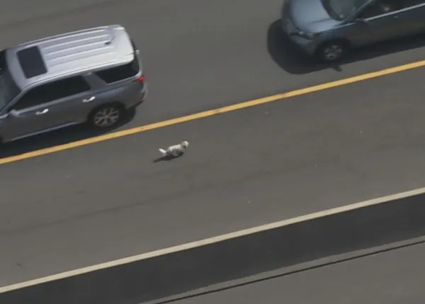Un rescate perruno de infarto: tras un accidente, un pequeño perro escapa a la carrera por la autopista...
