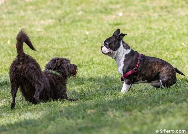 El peligro de las percepciones erróneas sobre el comportamiento de los perros o su lenguaje corporal