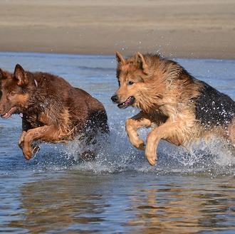 Baubeach: la playa para perros libres y felices.... ¡el paraíso …