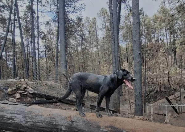 Harper, una perra rescatista que fue a su vez rescatada, perra del año de la ASPCA