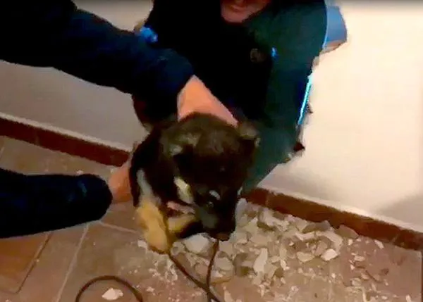 Una cachorra atrapada en una tubería durante casi 20 horas, rescatada por Bomberos y Guardia Civil