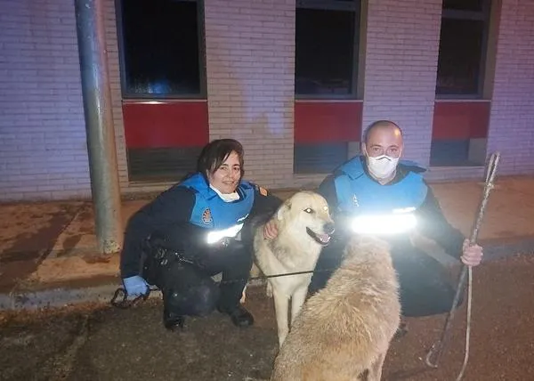 Un perro consigue que la policía rescate a su amigo can, que estaba a punto de ahogarse