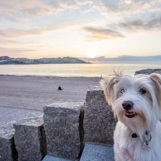 Los perros pueden pasear por las playas de Riazor, Orzán …