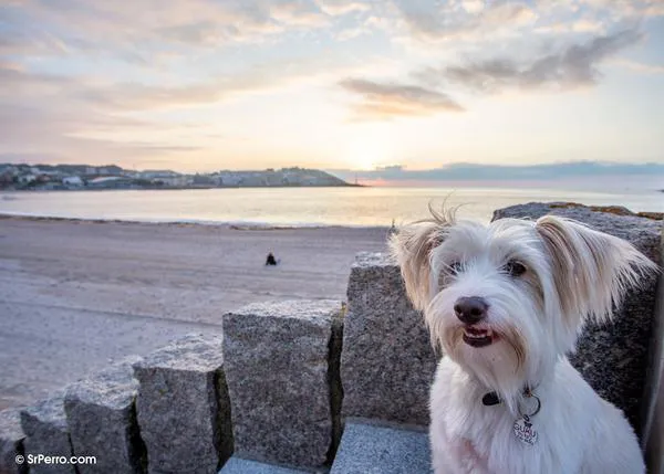 Los perros pueden pasear por las playas de Riazor, Orzán y Matadoiro en A Coruña en verano desde las 22:00 a las 8.00