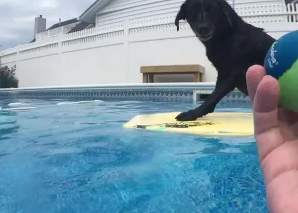 Abby, la labradora aspirante a surfera: maneja el bodyboard en su piscina con más arte que muchos humanos