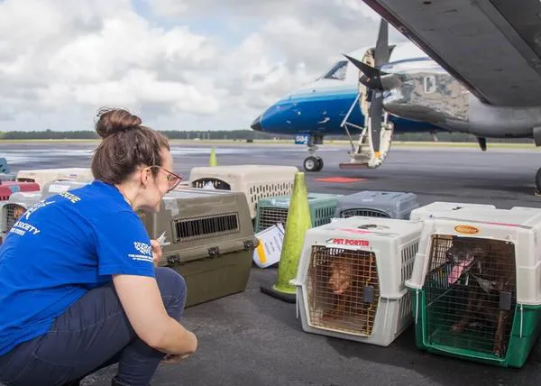 Por tierra o por aire: rescatan y trasladan a cientos de perros y gatos de protectoras en las zonas afectadas por el Huracán Milton