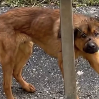 Desesperada búsqueda de un perro abandonado con una brida en …