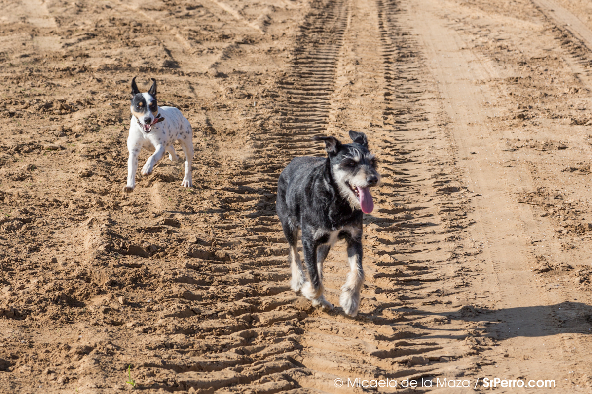 Perros al sol su piel también es sensible a la exposición excesiva a