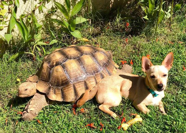 Érase una vez una tortuga rescatada cuyo mejor amigo era un perro adoptado... una maravillosa historia real