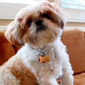 Los cantantes del mundo canino: los Shih Tzu