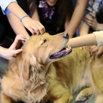 Profesores caninos para enseñar a los niños inteligencia emocional, empatía …