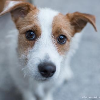 Claves de la parvovirosis canina, una enfermedad vírica muy contagiosa