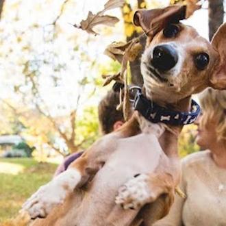El gran artista del photobombing: un perro hace viral las …