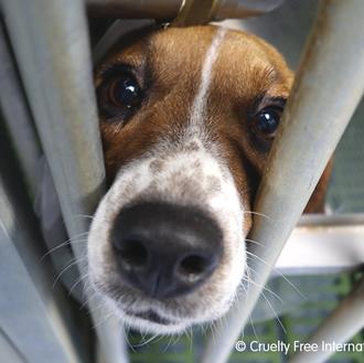 ¿Quién cuida de los 130 perros de raza Beagle, 700 …