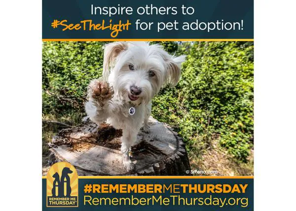 El último jueves de septiembre está dedicado a los perros en adopción y rinde homenaje a los que no lo lograron #RememberMeThursday